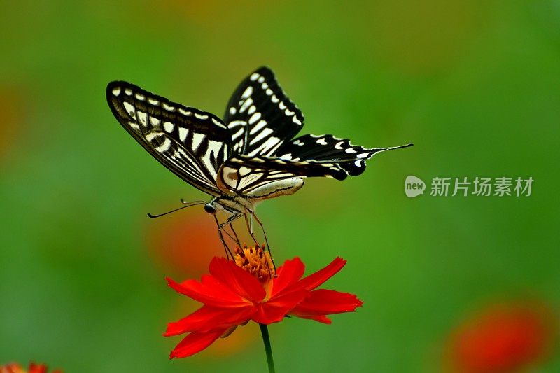 蝴蝶和橙色/黄色的宇宙花